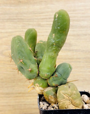 Tric.ocereus bridgesii mostruo usato  Baranzate