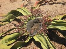 Welwitschia mirabilis tree for sale  Shipping to United Kingdom
