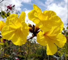 Seeds yellow golden for sale  Orlando