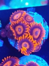 Orange oxide zoa for sale  STOCKPORT