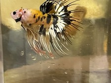 Sale male crown for sale  Ellicott City