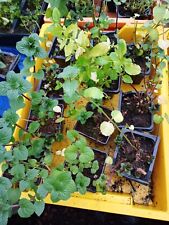 Garden mint plants for sale  NOTTINGHAM