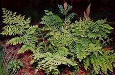 Osmunda regalis marginal for sale  MARKET RASEN