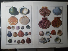 Vintage pair seashell for sale  Palm Desert