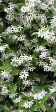 Semi gelsomino jasmine usato  Venzone