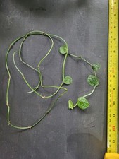 Monstera dubia cuttings for sale  ISLEWORTH