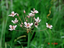 Schwanenblume lose pflanzen gebraucht kaufen  Bodenkirchen
