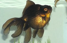 Black moor goldfish for sale  Miami