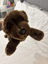 Aurora chocolate labrador for sale  GLASGOW