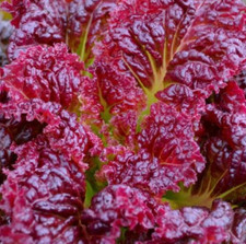 Red salad bowl for sale  Berwyn