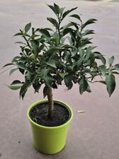 Citrus junos yuzu gebraucht kaufen  Wurzen