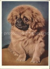 Hunde pekinese gebraucht kaufen  Deutschland