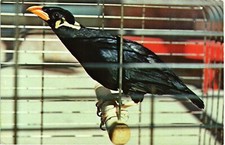 mynah bird for sale mynah bird for sale Indianapolis