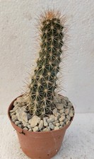 astrophytum usato astrophytum usato Lecce