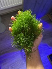 Chaetomorpha chaeto macro for sale  PRESTON