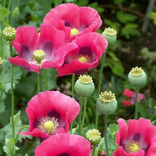 500 somniferum giant for sale  Spring Branch