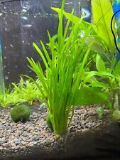 Vallisneria spiralis glattblä gebraucht kaufen  Feuchtwangen