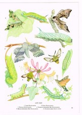 Hawk moth poplar for sale Hawk moth poplar for sale  DEREHAM