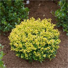 Ilex crenata golden gebraucht kaufen  Goch