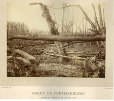 Sauvager forêt fontainebleau d'occasion  Pagny-sur-Moselle