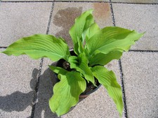 Hosta funkie sun gebraucht kaufen  Eberhardzell