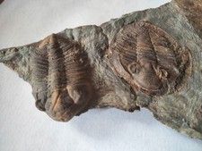 Eodalmanitina macrophtalma nob d'occasion  Châteaubriant