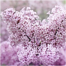 Syringa meyeri palibin for sale  NEWTOWNARDS
