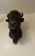 Buffalo mounted head for sale  Chandler