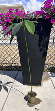 Avocado tree seedling for sale  Washington