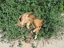 2000 samen nepeta gebraucht kaufen  Ludwigshafen am Rhein