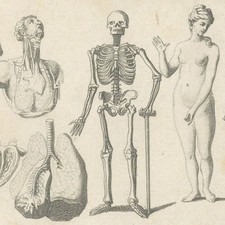 Anatomie médecine squelette d'occasion  France