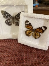 Preserved butterfly specimens for sale  San Francisco