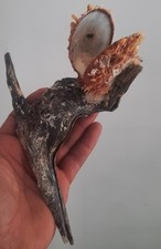 Curiosity taxidermy shell d'occasion  Expédié en Belgium