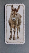 donkey cards for sale donkey cards for sale  KING'S LYNN