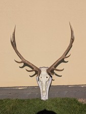 Hirschhorn abwurfstangen gewei gebraucht kaufen  Krefeld