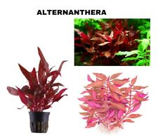 Alternanthera reineckii aquari gebraucht kaufen  Neukirchen/Erzgeb.