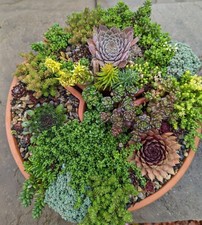 Hardy sedum rooted for sale  LINCOLN