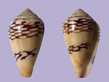 Conus mercator almadies usato  Roma
