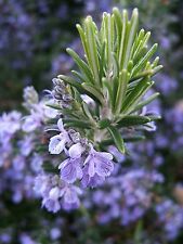 Rosemary seeds non for sale  Deltona