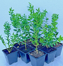 Buxus sempervirens dense for sale  NOTTINGHAM