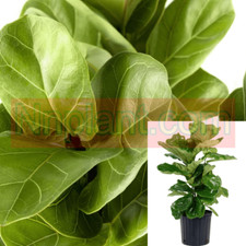 Ficus lyrata ficus for sale  Modesto