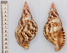 Coquillage collection buccins d'occasion  Saint-Jean-de-Sauves