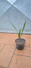 Pianta palma chamaerops usato  Buti