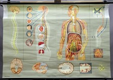 mapa vintage pull down sistema nervoso humano biologia do corpo humano comprar usado  Enviando para Brazil