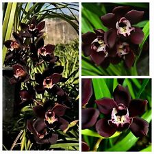 Rare cymbidium kiwi for sale  NOTTINGHAM