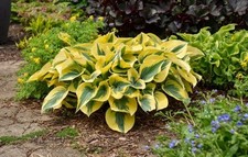 Hosta happy dayz for sale  BOSTON