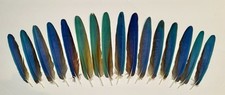 macaw feathers for sale macaw feathers for sale Anadarko