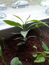 Kumquat papayapflanze gebraucht kaufen  Stutensee