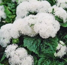 300 floss flower for sale  CHIGWELL
