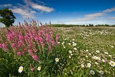 Wildflower meadow mix for sale  NORWICH